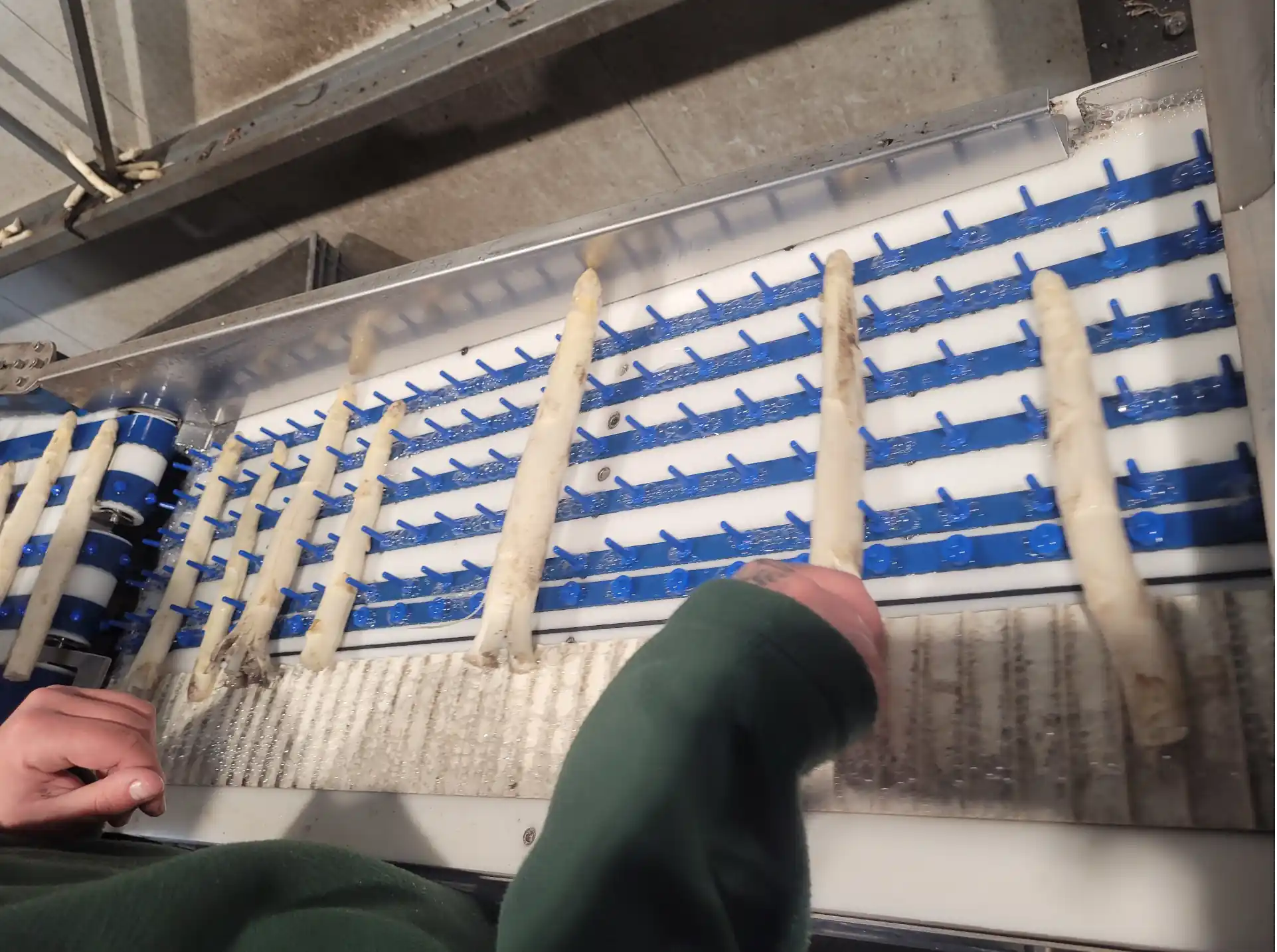 chaine de lavage des asperges