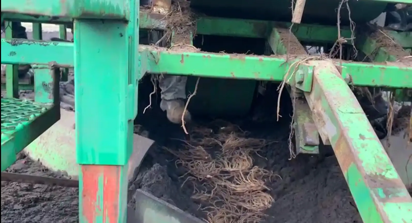 plantation d'asperges