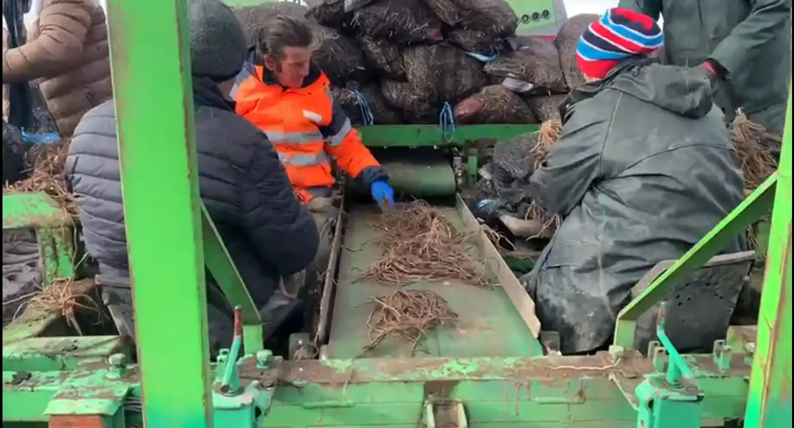 plantation d'asperges